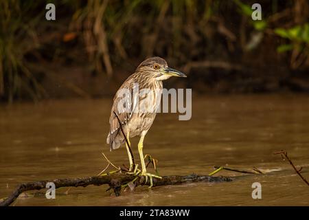 Schwarzgekrönte Nachtschreiher-Jungtiere Stockfoto