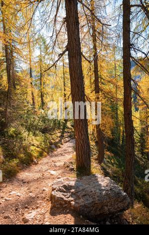 Wanderweg durch einen Lärchenwald mit goldenen Farben Stockfoto