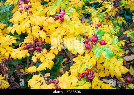 Rote Rosenhüften an Rosenbüschen mit hellgelben Blättern Stockfoto