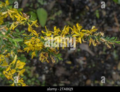 Hairy Greenweed, Genista Pilosa, in Blüte. Stockfoto