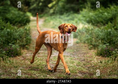 Sprizsla Hund - hellkarige Farbe Vizsla Springer Spaniel Cross - auf einem Pfad im Wald zu gehen und mit einem Lächeln im Ascot Wald i sehr glücklich zu sein Stockfoto