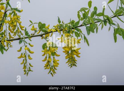 Blüten von Gemeinem Laburnum, Laburnum anagyroides, die im Frühjahr im Vercors, Frankreich, erscheinen. Stockfoto