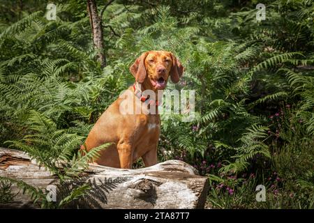 Sprizsla Hund - hellkarig Vizsla Springer Spaniel Kreuz - sitzt im Wald hinter einem umgestürzten Baum und sieht glücklich aus Stockfoto