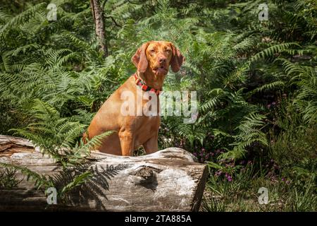 Sprizsla-Hund - hellkarig Vizsla Springer Spaniel-Kreuz - sitzt im Wald hinter einem umgestürzten Baum Stockfoto