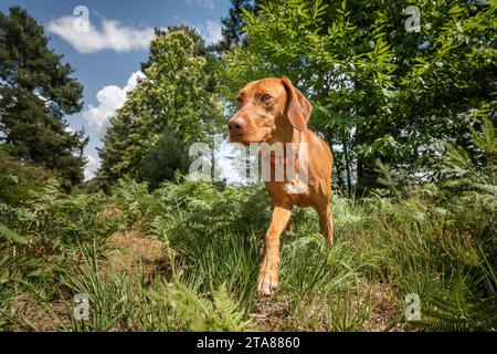 Sprizsla Hund - hellkarige Vizsla Springer Spaniel Cross - Nahaufnahme der Waldbesichtigung im Ascot Windsor Great Park und Blick nach links Stockfoto