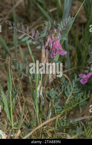 Violette Form der ungarischen Wicke, Vicia pannonica var. Purpurasken wachsen wie Maisfelderkraut, Pyrenäen. Stockfoto