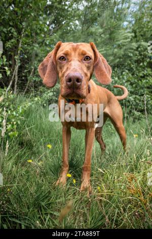 Sprizsla Hund - hell karig Vizsla Springer Spaniel Kreuz - stehend im Wald, nah heran und sieht sehr glücklich aus Stockfoto