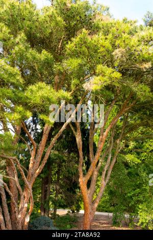 Japanische Rotkiefer, Pinus densiflora Umbraculifera Stockfoto