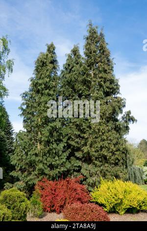 Chamaecyparis lawsoniana, Port Orford Cedar, Oregon Cypress, Lawson False Cypress, Trees, Lawson Cypress, Port Orford Cypress, Shape Cultivar Spek Stockfoto