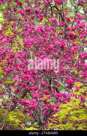 Frühling, Krabbenapfel, Blüten, Malus, Rosa, Saison Stockfoto