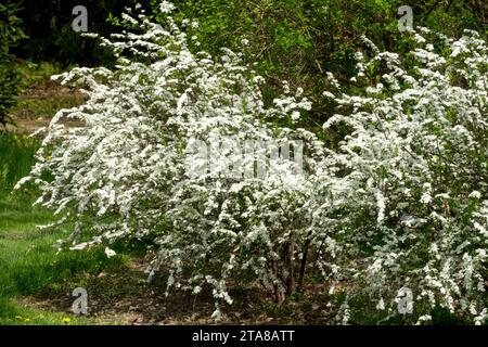 Frühling, Blüte, Sträucher, Spiraea x arguta, Girlande Spirea, weiß, Blüten im Garten Spiraea x arguta „Brautkranz“ Stockfoto