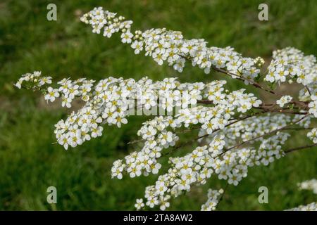 Garland Spirea, Spiraea x arguta „Brautkranz“ Stockfoto