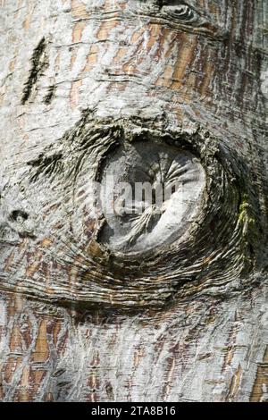 Ahornrinde mit Knoten Stockfoto