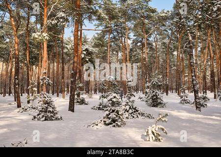 Eine ruhige Winterszene im Park mit schneebedeckten Kiefern unter sonnigem Himmel bei Schneefall Stockfoto
