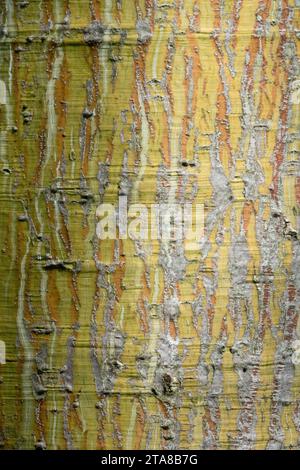 Maximowicz's Snakebark Ahornrinde Textur Acer pectinatum Maximowiczii Stockfoto