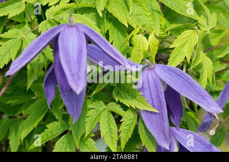 Blau, Blume, Clematis alpina „Pamela Jackman“ Stockfoto