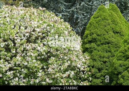 Globus Form Malus 'Pomzai' und Picea glauca 'Conica' im Frühlingsgarten Stockfoto