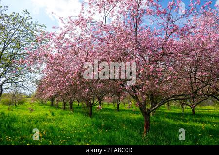 Schöner, sonniger Tag in einer blühenden Apfelgarten, Frühlingswetter, Garten, Wiese Frühling, Saison, Rosa, Bäume, Rasen Stockfoto