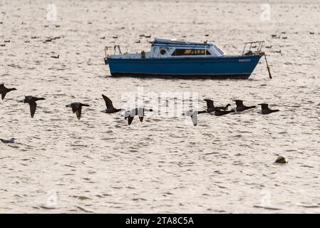 Ein Knäuel von Brent Gänsen (Branta bernicla) in Leigh on Sea, Essex Stockfoto