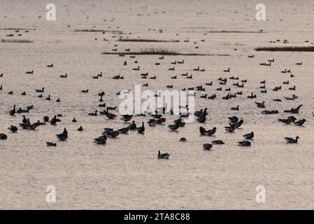 Große Herde von Brent-Gänsen (Branta bernicla), die mit der Flut in Leigh on Sea, Essex, schwimmen Stockfoto