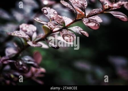 Herbsttropfen Herbstregen auf die Blätter Stockfoto