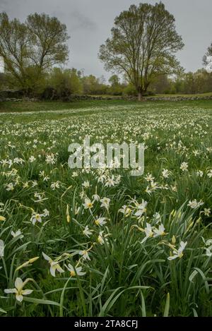 Feld voller Fasanenauge Narzissen, Narcissus poeticus, in der Nähe von Llos in der Cerdagne Francaise, Pyrenäen Stockfoto