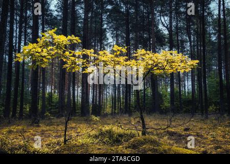 Ein einsamer Baum in einer Herbstlichtung Stockfoto
