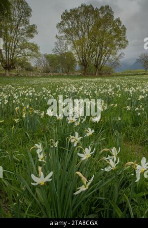 Feld voller Fasanenauge Narzissen, Narcissus poeticus, in der Nähe von Llos in der Cerdagne Francaise, Pyrenäen Stockfoto