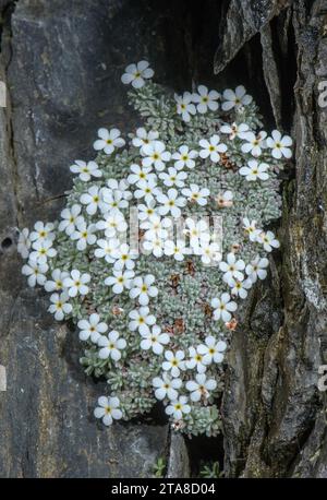 Ein seltener Pyrenäengestein-Jasmin, Androsace cylindrica, wächst auf einer hochsäurehaltigen Felswand. Andorra. Endemisch. Stockfoto