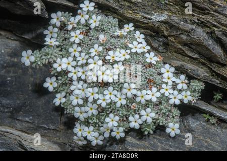 Ein seltener Pyrenäengestein-Jasmin, Androsace cylindrica, wächst auf einer hochsäurehaltigen Felswand. Andorra. Endemisch. Stockfoto