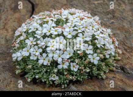 Ein seltener Pyrenäengestein-Jasmin, Androsace cylindrica, wächst auf einer hochsäurehaltigen Felswand. Andorra. Endemisch. Stockfoto