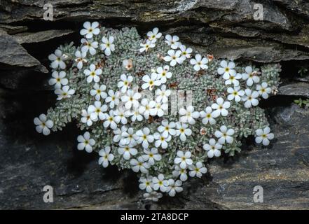 Ein seltener Pyrenäengestein-Jasmin, Androsace cylindrica, wächst auf einer hochsäurehaltigen Felswand. Andorra. Endemisch. Stockfoto