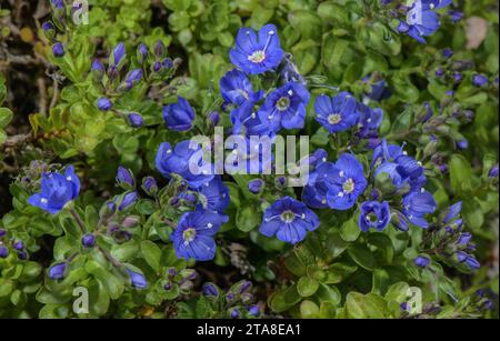 Rock Speedwell, Veronica fruticans, blühend in den Alpen. Selten in Großbritannien. Stockfoto