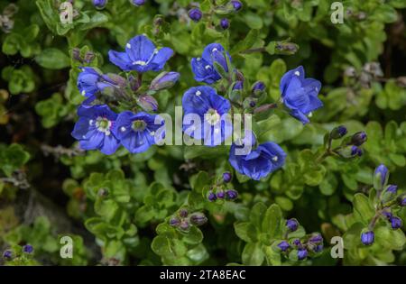 Rock Speedwell, Veronica fruticans, blühend in den Alpen. Selten in Großbritannien. Stockfoto