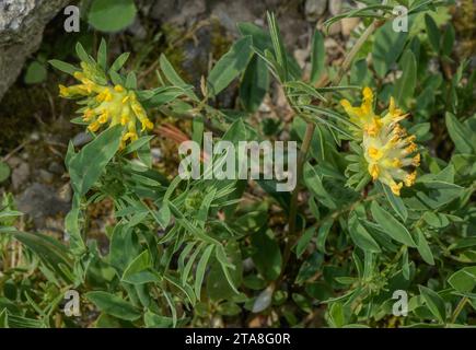 Eine alpine Form der Niere Vetch, Anthyllis Vulneraria ssp. Valesiaca in den Schweizer Alpen. Stockfoto