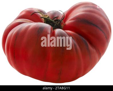 Schwarze russische Tomate frisch Bio Stockfoto