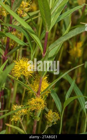 Tufted loosestrife, Lysimachia thyrsiflora, in Blume im Seeufer. Selten in Großbritannien. Stockfoto