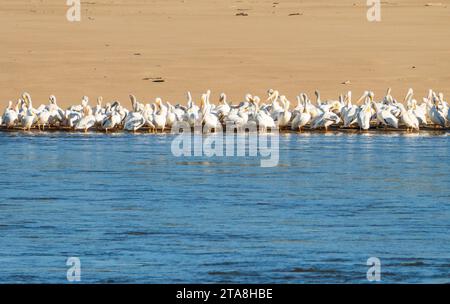 Großes Geschwader amerikanischer weißer Pelikane am Rande der Sandbank aufgrund des niedrigen Wasserspiegels am Mississippi-Fluss im Jahr 2023 Stockfoto