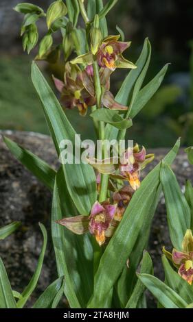 Riesenhelleborin, Epipactis gigantea, in Blume. Nordamerika, Stockfoto