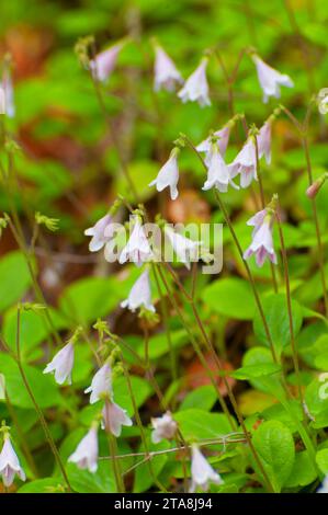 Twin-Blume, Mt Robson Provincial Park, Britisch-Kolumbien, Kanada Stockfoto