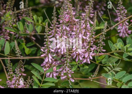 Himalaya Indigo, Indigofera heterantha, in Blüte, aus dem Himalaya. Stockfoto