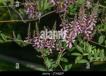 Himalaya Indigo, Indigofera heterantha, in Blüte, aus dem Himalaya. Stockfoto