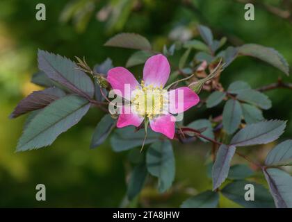 Rote Blattrose, Rosa glauca in der Blüte in den Pyrenäen. Stockfoto