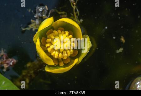 Geringste Seerose, Nuphar Pumila in Blüte in einem kleinen Teich, Nordeuropa. Stockfoto