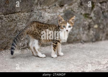 Niedliches streunendes Kätzchen auf einem Bürgersteig in der Altstadt von Kotor, Montenegro, Europa Stockfoto