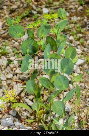 Thorow Wax, Bupleurum rotundifolium, in Blume. Sehr seltenes Maisfeldgras in Großbritannien. Stockfoto