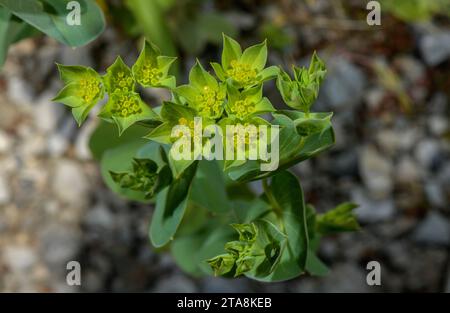 Thorow Wax, Bupleurum rotundifolium, in Blume. Sehr seltenes Maisfeldgras in Großbritannien. Stockfoto