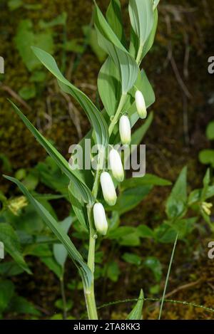 Das eckige Solomonische Siegel Polygonatum odoratum in Blüte auf Kalksteinpflaster. Stockfoto