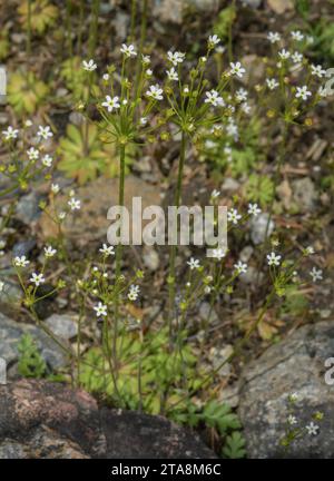 Nördliche Androsace, Androsace septentrionalis, in Blüte in der montanen Tundra. Jährliche Anlage. Stockfoto