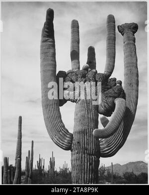 Blick auf Kakteen und Umgebung ''Saguaros, Saguaro National Monument''' Arizona. (Vertikale Ausrichtung), 1933 - 1942 Stockfoto